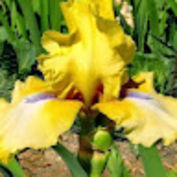 Susan Deveau - Poshmark Profile Picture of Susan Deveau (@deveauspr) on Poshmark