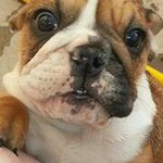 Kenneth Kerr - Instagram Profile Picture of Kenneth Kerr (@spankysdoghouse1) on Instagram