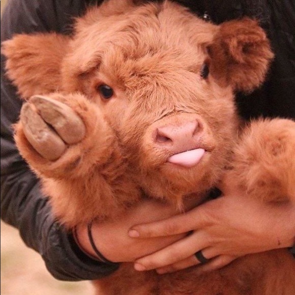 Profile Picture of Nipha Vong (@kneepuh) on Poshmark