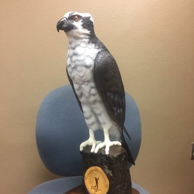 Profile Picture of The Hawk (@JosephLamartin1) on Twitter