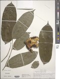 Profile Picture of Cymbopetalum mayanumon Wikipedia