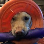 Profile Picture of Roberta Watt (@roberta_swims) on Instagram