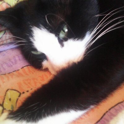 Profile Picture of Aleksandr Kazakovon Twitter