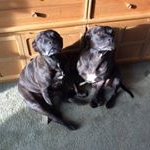 Profile Picture of Sue Tate (@bellabassett14) on Instagram