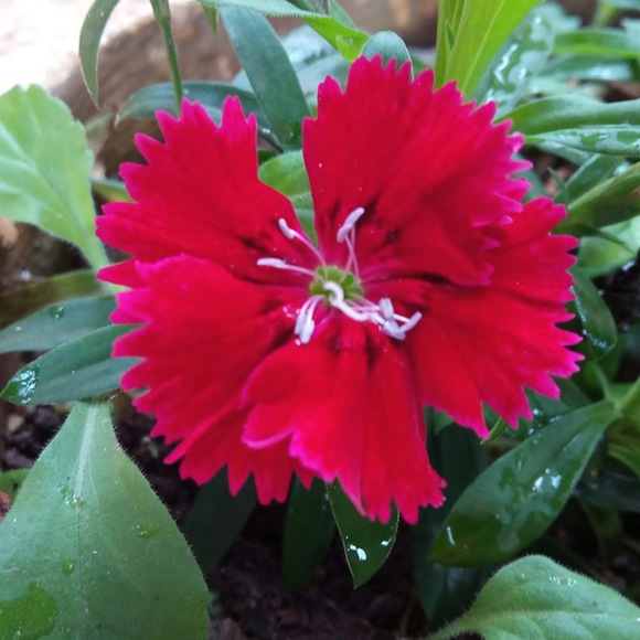 Profile Picture of Bhuvaneswari Jayaraman (@bhuvaneswarij) on Poshmark