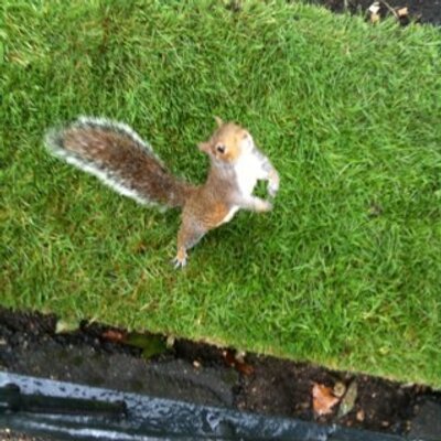 Profile Picture of Stuart Mclay (@Stumclay) on Twitter