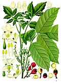 Profile Picture of Guarana - Wikipediaon Wikipedia