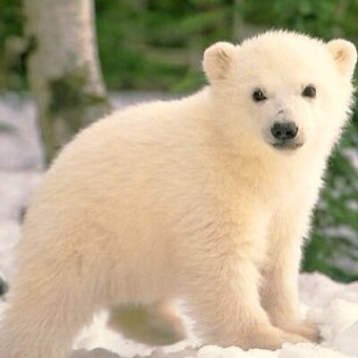 Profile Picture of Ryan Foxx (@polorbearturtle) on Twitter