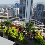 Profile Picture of Keith Altena (@urban_garden_vignettes) on Instagram