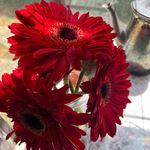 Profile Picture of Michelle Best (@michelle_best_ifbbpro) on Instagram