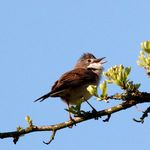Profile Picture of David Pegg (@ukbirders) on Instagram