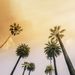 Profile Picture of P.S. Cali (@pscali1) on Pinterest