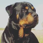 Profile Picture of erik schimmel koffer (@schimmerk) on Instagram