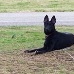 Profile Picture of Tony Fackler (@aussiedogs4life) on Instagram