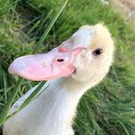 Profile Picture of Work in Alaska (@mountainsprings.ranch) on Instagram