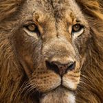 Profile Picture of Stephen Heins (@heinsstephen) on Instagram