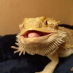 Profile Picture of Barry The Bearded Dragon (@barry_thebeardie) on Instagram