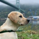 Profile Picture of Gus Theodore Phillips (@the.gus.gram) on Instagram