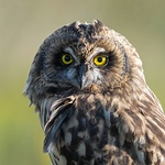 Profile Picture of Gary Clarke (@garyclarkewildlifephotography) on Flickr