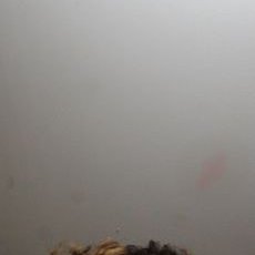 Profile Picture of Victor (@Pickles592020) on Twitter