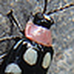 Profile Picture of Jillian St.Bernard (@giuliana-amelie) on Flickr