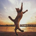 Profile Picture of Hozumi Izu (@homicha) on Instagram