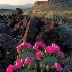 Profile Picture of Mandy Helms (@thedesertbloomaz) on Instagram