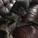 Profile Picture of Joshua Labarge (@joshua__michael__labarge) on Instagram