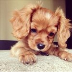 Profile Picture of Jenna McGraw (@animal_cute_poopsticks) on Instagram