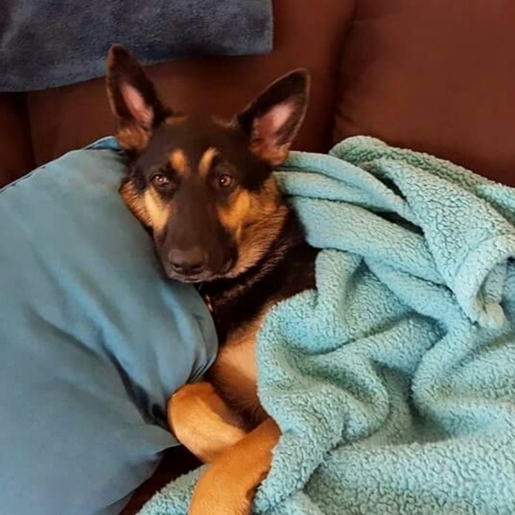 Profile Picture of Scott Shirey (@adesmalley33) on Poshmark