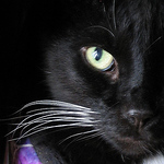 Profile Picture of Stinky Paw (@stinkypaw) on Flickr