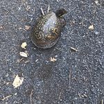 Profile Picture of Dominick Tullo (@dominick.tullo) on Instagram