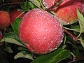 Profile Picture of Macoun appleon Wikipedia