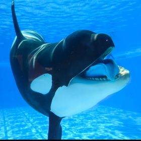 Profile Picture of John (@Mackenzie121101) on Pinterest