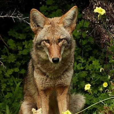 Profile Picture of Alejandro Rodrigues Retana (@RodolfoTorresR8) on Twitter