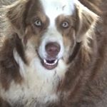 Profile Picture of Patrick Caughey (@cpcaughey) on Instagram