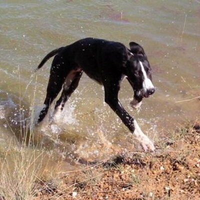 Profile Picture of David Newling (@tips4greyhounds) on Twitter
