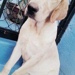 Profile Picture of Guillermo Araujo (@garaujoj67) on Twitter