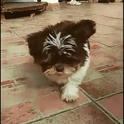 Profile Picture of Chupko Dog (@chupkodog2370) on Youtube