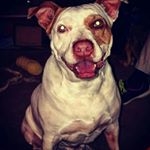 Profile Picture of Shelby Chilson-Walls (@1_2_3_4_5_6_7_8_95103) on Instagram