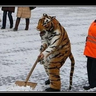 Profile Picture of Alexander Matveev (@tigerwithshovel) on Twitter