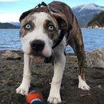 Profile Photo of Oakley (@oakleyakabradpitt) on Instagram