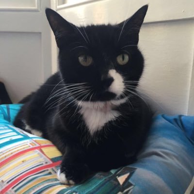 Profile Picture of Lisa Cheek (@CheeksterLisa) on Twitter