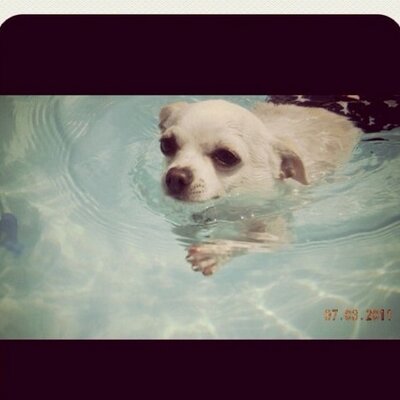 Profile Picture of Henry Adkins (@DogHenryOliver) on Twitter