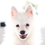 Ted Barker 🐶 - Instagram Profile Picture of Ted Barker 🐶 (@ted.barker.pom) on Instagram