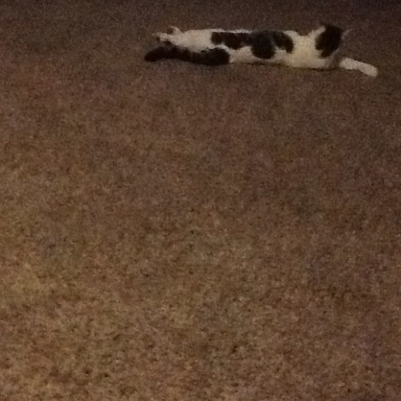 Profile Picture of Vesna Gaugler (@gaugler129) on Poshmark