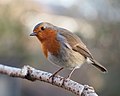 Profile Picture of European robinon Wikipedia
