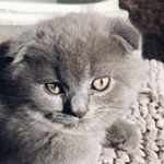 Profile Picture of Alfredo (@alfredothescottishcat) on Instagram