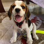 Profile Picture of Pablo John The Beagle (@_pablojohn_) on Instagram