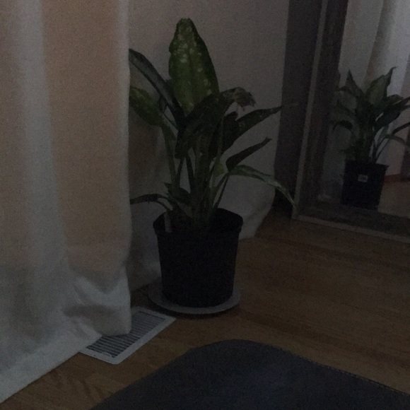 Profile Picture of Molly Mccann (@mollyjeanmccann) on Poshmark